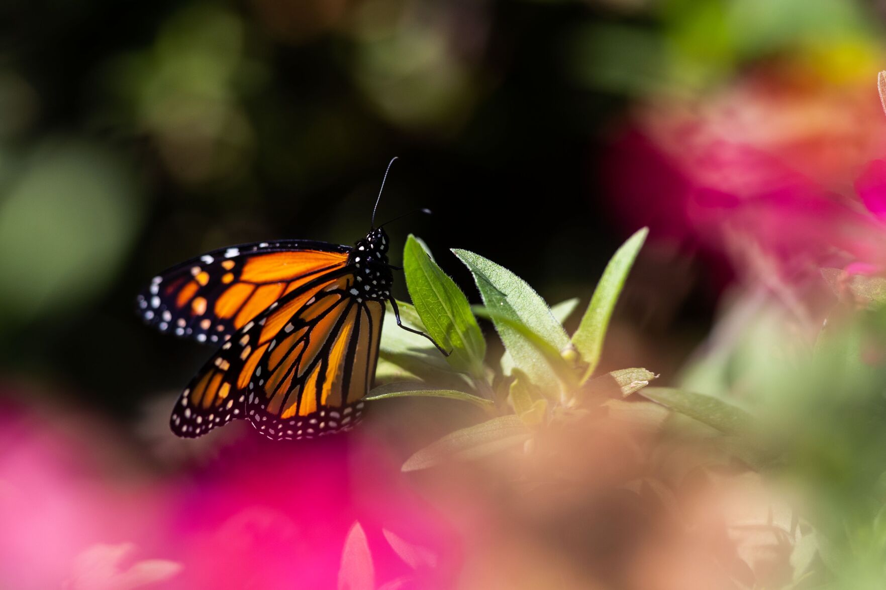 092621-owh-living-pollinatorgarden-pic-cm007
